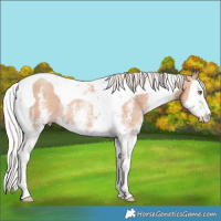 Horse Color:White Spotted Silver Classic Champagne Splash Tobiano Rabicano