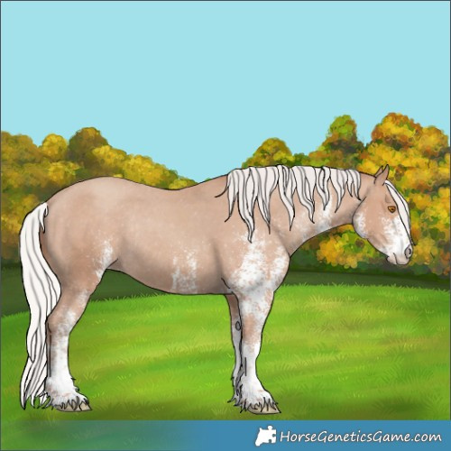Horse Color:White Spotted Silver Classic Champagne Appaloosa Rabicano