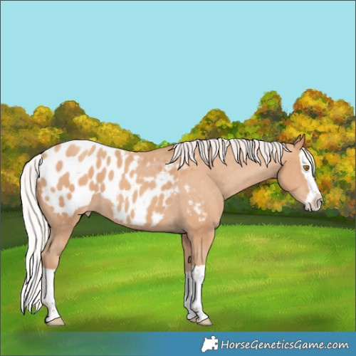 Horse Color:Silver Classic Champagne Splash Appaloosa 
