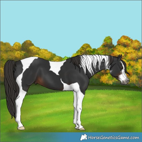 Horse Color:Gray White Spotted Liver Chestnut Tobiano 