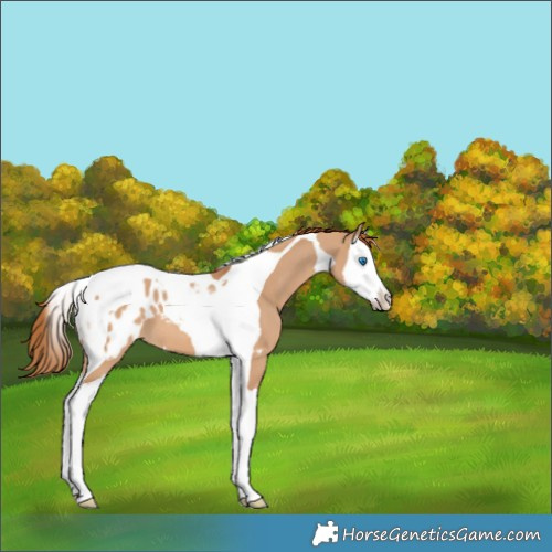 Horse Color:Red Dun Splash Tobiano Blanket 