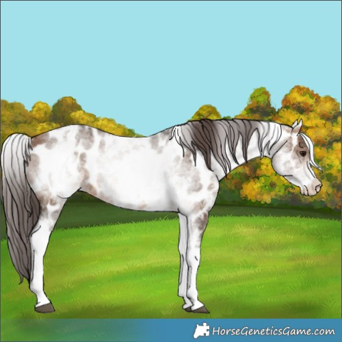 Horse Color:White Spotted Bay Dun Near Leopard Rabicano