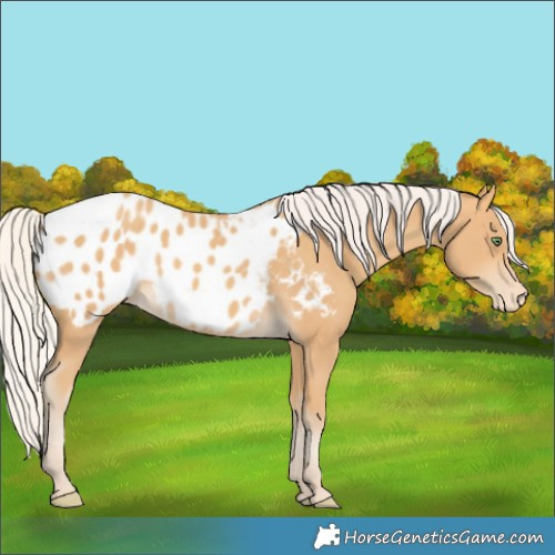 Horse Color:Silver Amber Cream Champagne Blanket