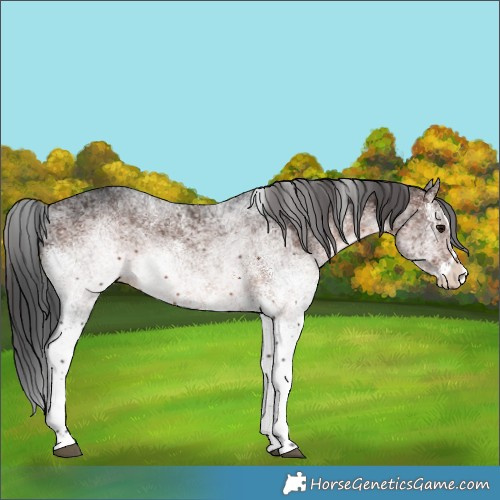 Horse Color:White Spotted Brown Splash
