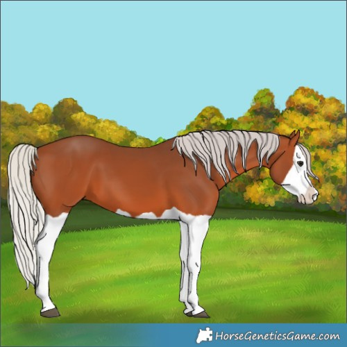 Horse Color:Silver Bay Splash 