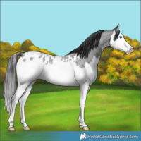 Horse Color:Blue Roan Splash Appaloosa Rabicano 