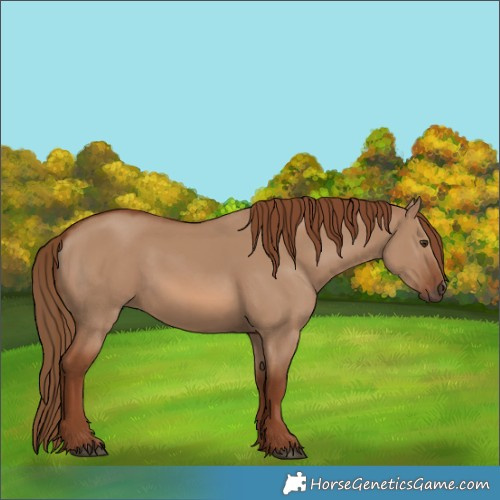 Horse Color:Red Dun 