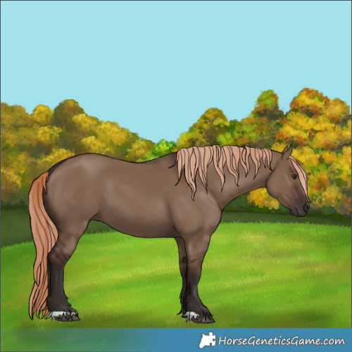 Horse Color:Liver Red Dun 