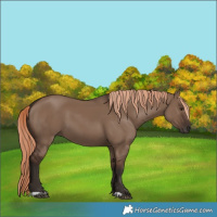 Horse Color:Liver Red Dun 