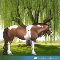 Horse Color:Gray Liver Chestnut Pearl Tobiano 
