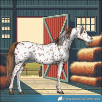 Horse Color:Gray Chestnut Appaloosa 