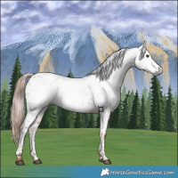 Horse Color:Gray Chestnut Near Leopard 