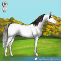 Horse Color:Bay Roan Splash Fewspot Rabicano 