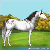 Horse Color:Bay Roan Splash Leopard 