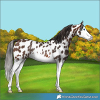 Horse Color:Brown Splash Appaloosa Rabicano 
