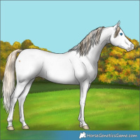 Horse Color:Chestnut Splash Appaloosa Rabicano 