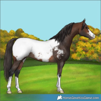 Horse Color:Brown Appaloosa Rabicano 