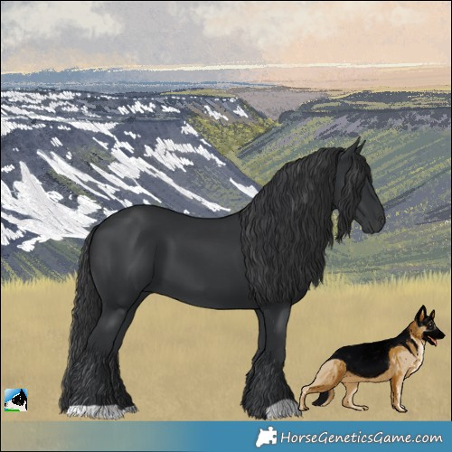 Horse Color:Black 