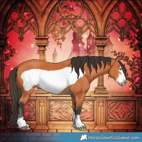 Horse Color:Bay Frame 