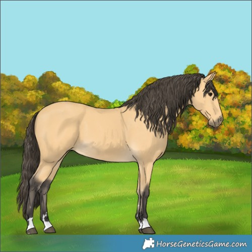 Horse Color:Buckskin 