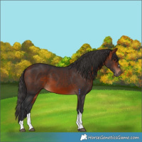 Horse Color:Bay Tobiano 