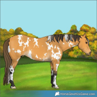 Horse Color:White Spotted Buckskin 