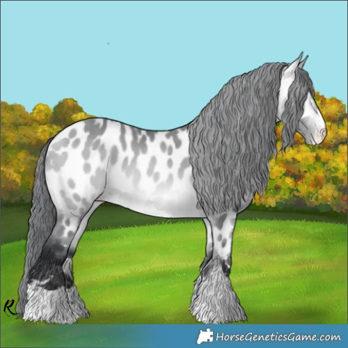 Horse Color:Bay Chinchilla Appaloosa