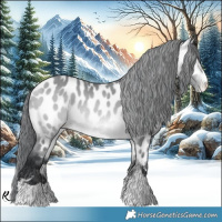 Horse Color:Bay Chinchilla Appaloosa 