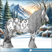 Horse Color:Bay Chinchilla Appaloosa 