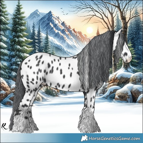 Horse Color:Black Chinchilla Appaloosa 