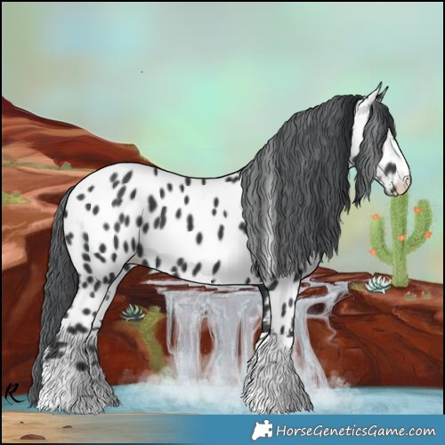 Horse Color:Black Chinchilla Near Leopard 