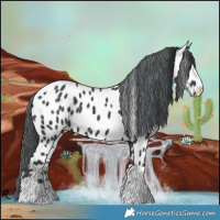 Horse Color:Black Chinchilla Near Leopard 