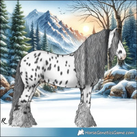 Horse Color:Black Chinchilla Appaloosa 