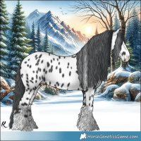 Horse Color:Black Chinchilla Appaloosa 