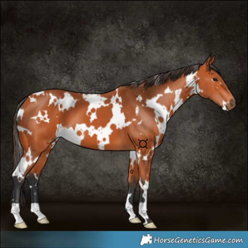 Horse Color:White Spotted Bay 
