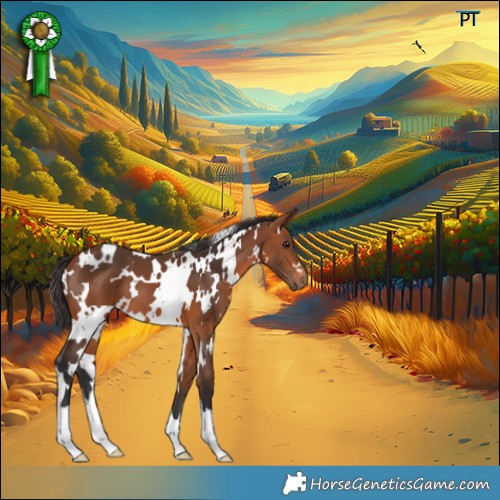 Horse Color:White Spotted Bay 