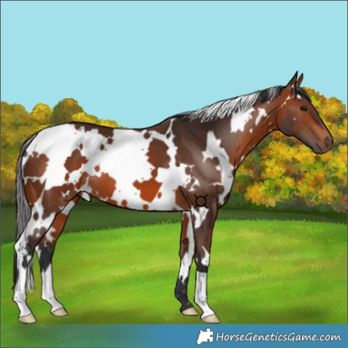 Horse Color:White Spotted Bay 