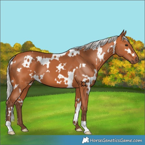 Horse Color:White Spotted Silver Bay