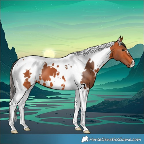 Horse Color:White Spotted Bay Tobiano