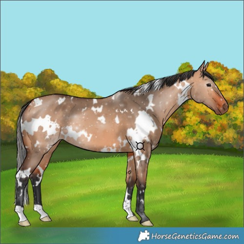 Horse Color:White Spotted Bay Dun