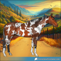 Horse Color:White Spotted Bay 