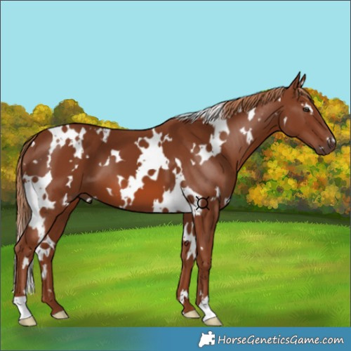 Horse Color:White Spotted Chestnut 