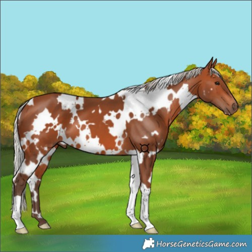 Horse Color:White Spotted Silver Bay 