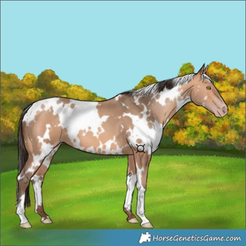 Horse Color:White Spotted Amber Champagne 