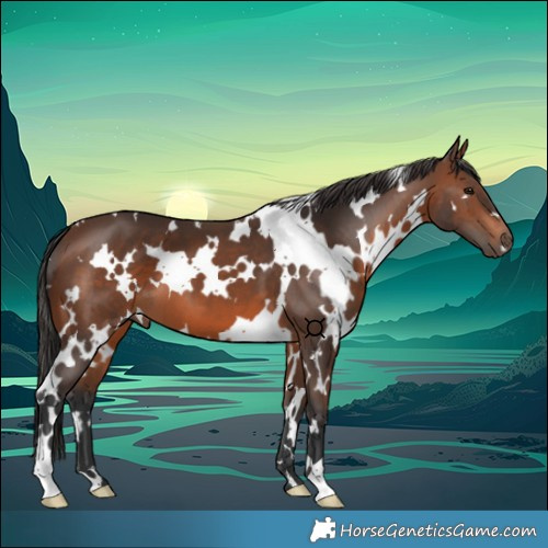Horse Color:White Spotted Brown 