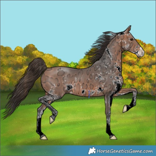Horse Color:Bay Ice Sabino 