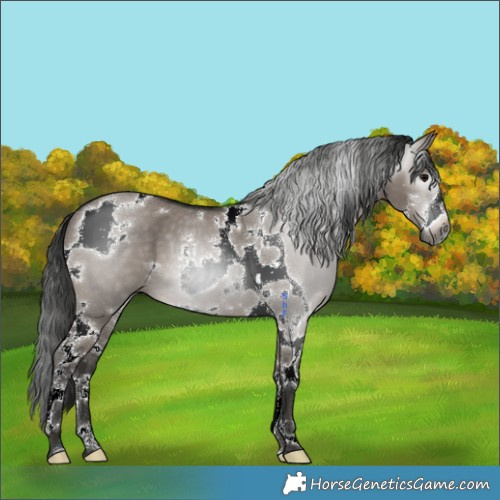 Horse Color:Gray Grullo Sabino Tobiano 