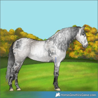 Horse Color:Gray Grullo Sabino Tobiano 