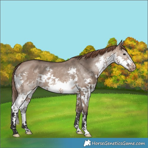 Horse Color:Brown Dun Splash Varnish Rabicano 