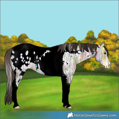Horse Color:White Spotted Bay Ice Tobiano Blanket 